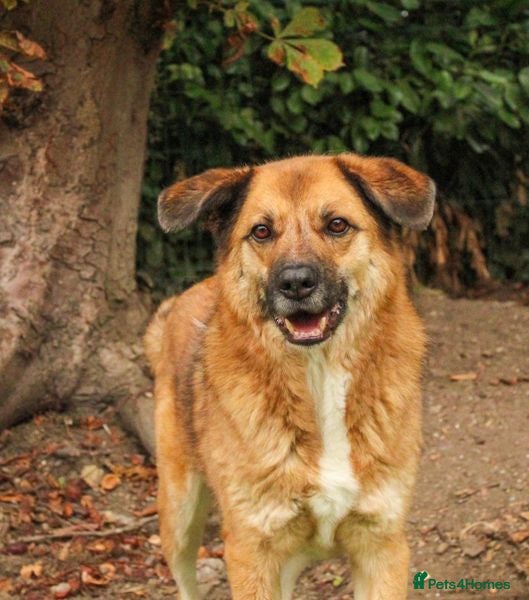 Mixed Breed dogs Aladdin is looking for his forever home! - Advert 20
