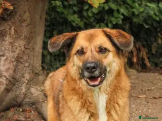 Mixed Breed dogs Aladdin is looking for his forever home! - Advert 20
