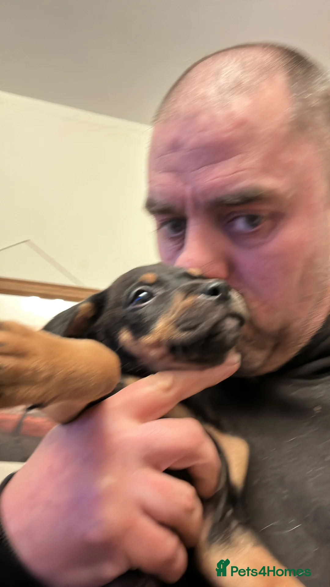 Staffordshire Bull Terrier dogs for sale: Puppies for sale - Advert 11