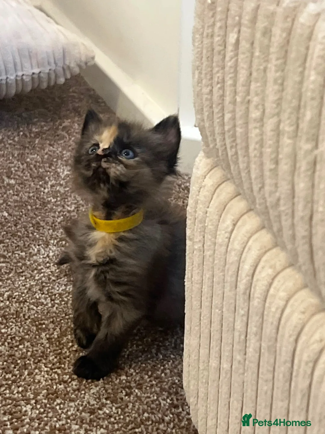 Mixed Breed cats for sale: Maine coon quarter ragdoll - Advert 2