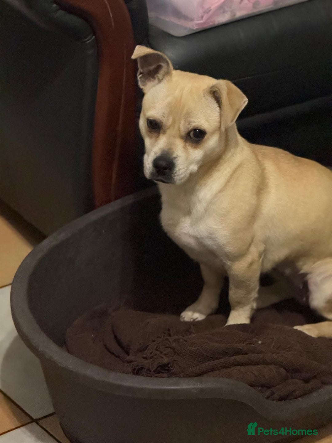 Mixed Breed dogs for adoption: Pretty Jamala ready for cuddles - Advert 13