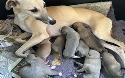 Whippet dogs for sale: Beautiful pure bred pups  - Image 1