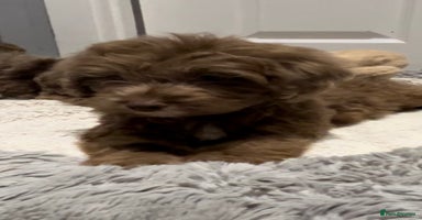 Cockapoo dogs 🩷READY TO LEAVE - Beautiful F1 Cockapoo pups  - Advert 7