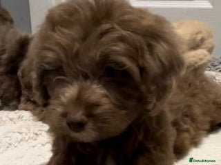 Cockapoo dogs 🩷READY TO LEAVE - Beautiful F1 Cockapoo pups - Advert 16