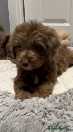 Cockapoo dogs 🩷READY TO LEAVE - Beautiful F1 Cockapoo pups - Advert 12