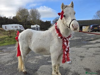 Welsh Section A horses 11.2 registered section A gelding - Advert 2