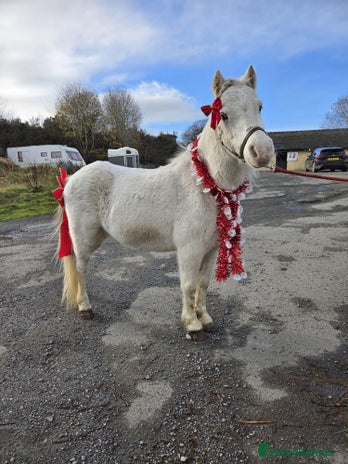 Welsh Section A horses 11.2 registered section A gelding - Advert 1