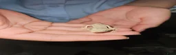 Gecko reptiles for sale: Crested Geckos  - Advert 8