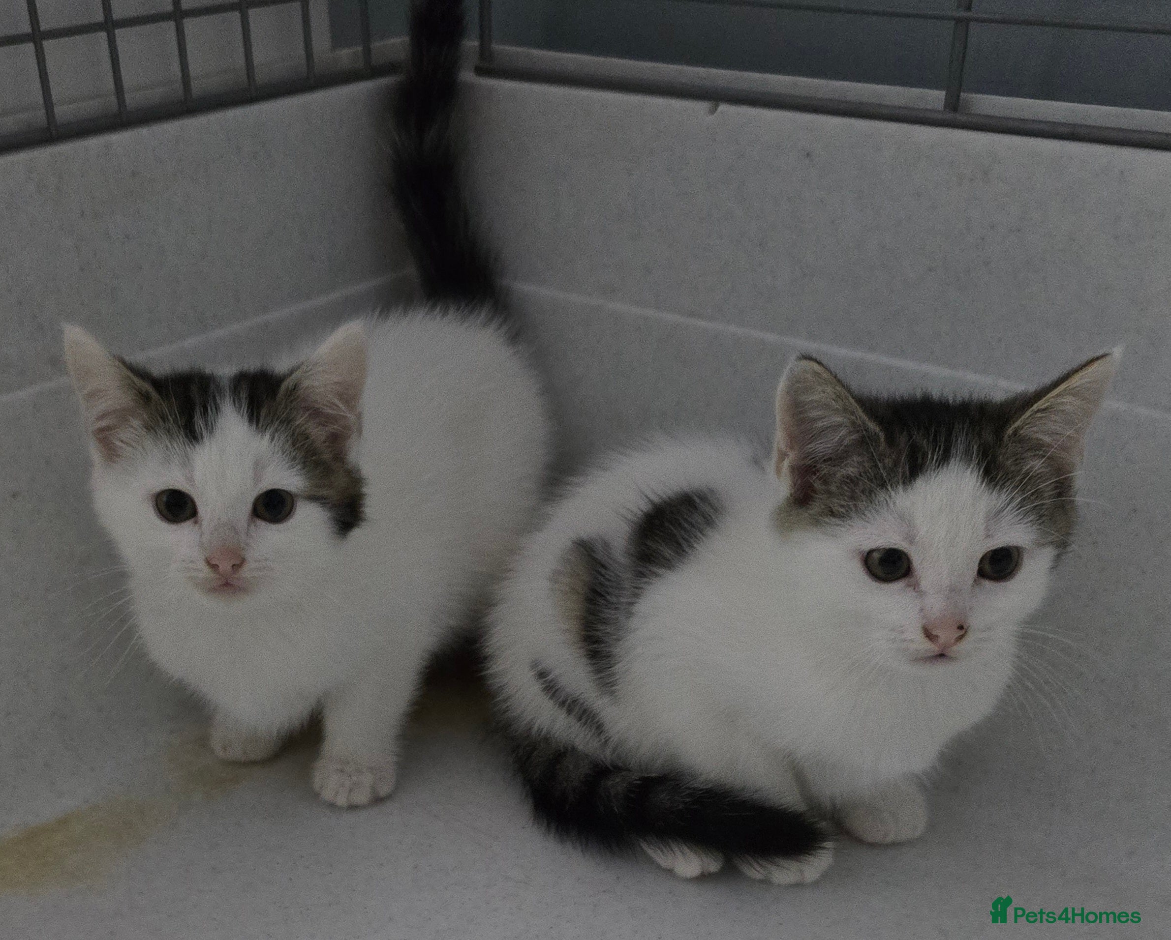 Mixed Breed cats Gorgeous Boys ready now!!! - Advert 5