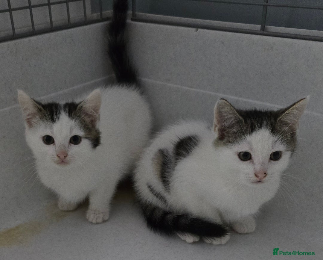 Mixed Breed cats for sale: Gorgeous Boys ready now!!! - Advert 1