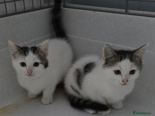 Mixed Breed cats Gorgeous Boys ready now!!! - Advert 2