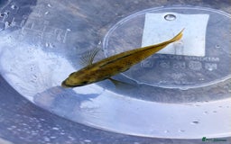 Cichlids fish for sale: Fontosa and Malawi's for sale see prices below - Image 4