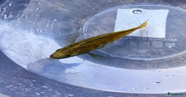 Cichlids fish - Advert 11