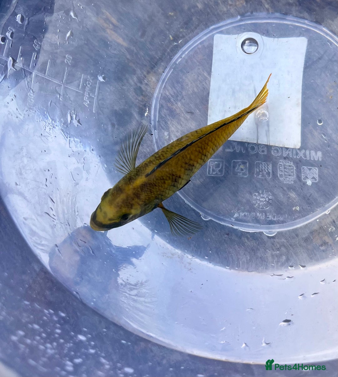 Cichlids fish for sale: Fontosa and Malawi's for sale see prices below - Image 4