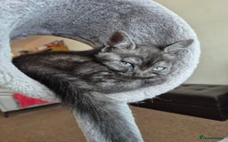 British Shorthair cats for sale: Black Short Haired Tabby Cross Breed Kitten - Image 1