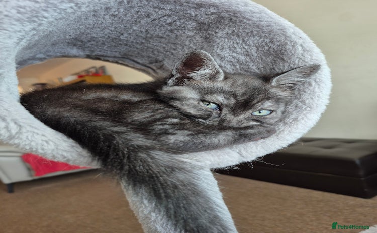 British Shorthair cats - Advert 4