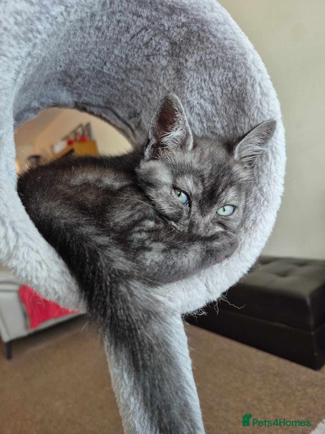 British Shorthair cats for sale: Black Short Haired Tabby Cross Breed Kitten - Image 1