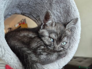 British Shorthair cats - Advert 15