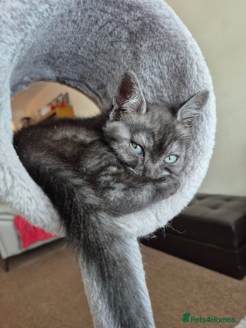 British Shorthair cats - Advert 10