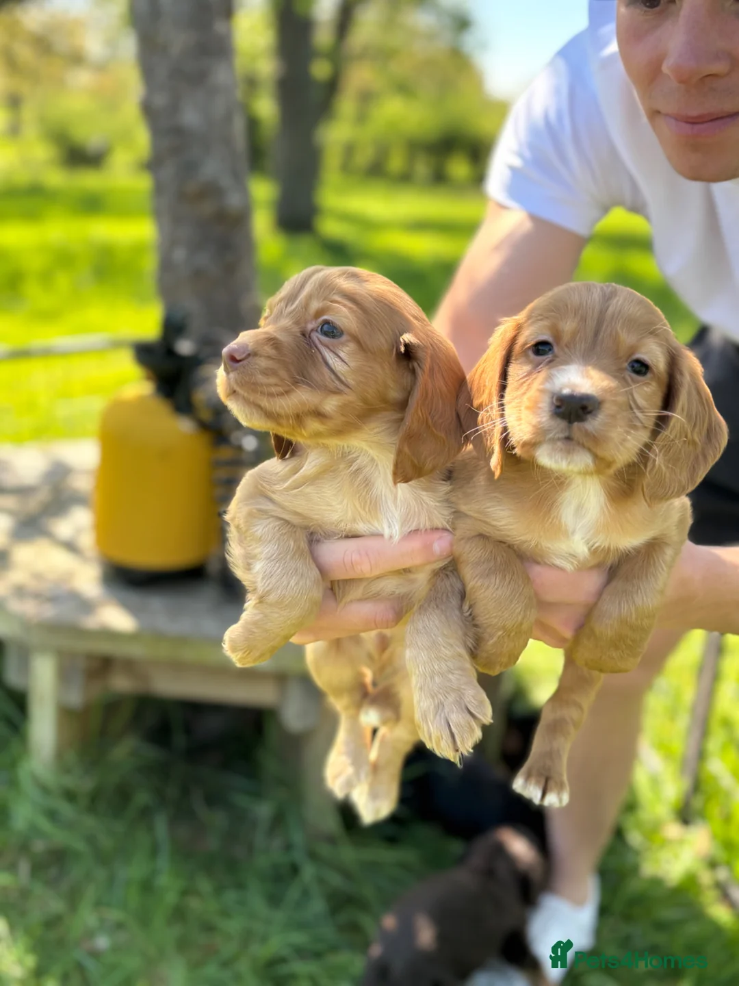 Cocker Spaniel dogs for sale: Ready to leave 2 golden boys  - Advert 1