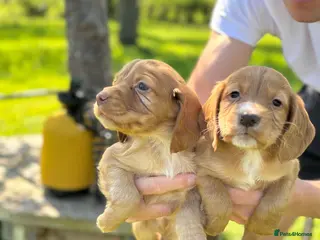 Cocker Spaniel dogs for sale: Ready to leave BH weekend - Advert 1