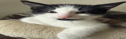 European cats for sale: Adorable Kittens Looking for Loving Homes - Advert 3
