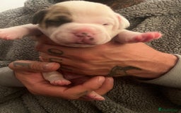 Mixed Breed dogs for sale: Bulldach Puppies - Image 25