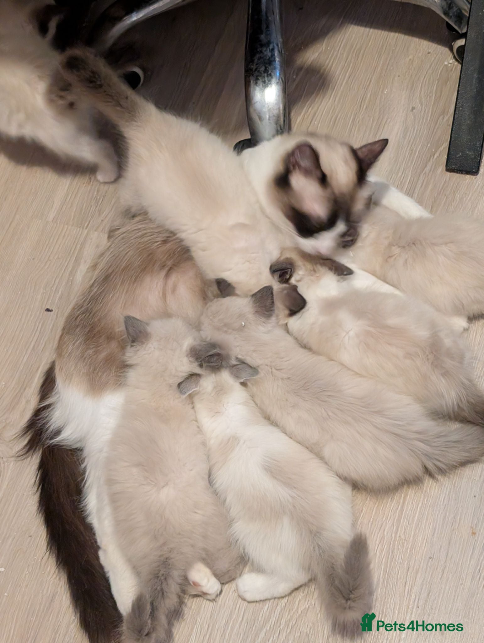Ragdoll cats Kitty Ragdoll - Advert 4