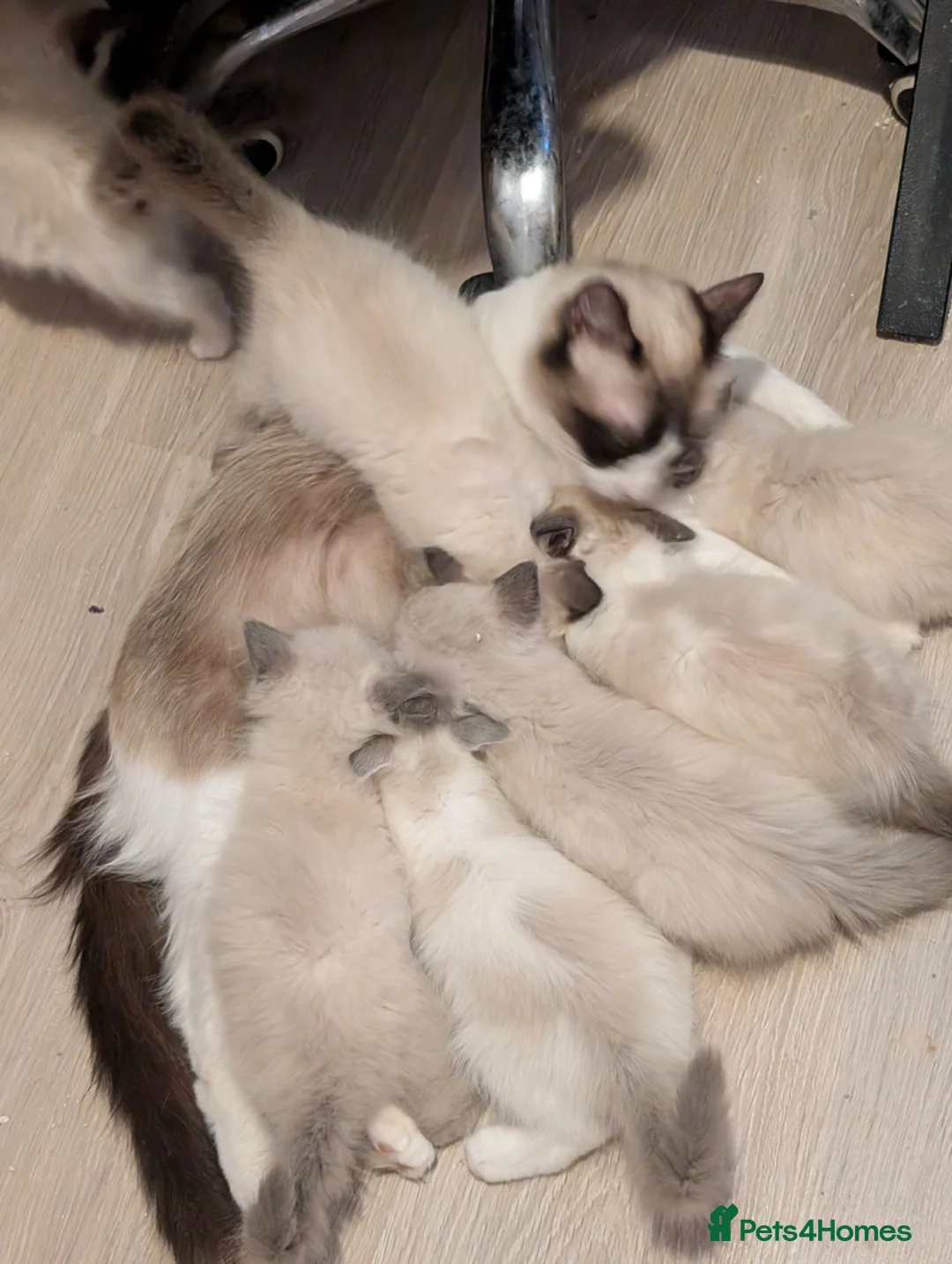 Ragdoll cats for sale: Kitty Ragdoll - Advert 1