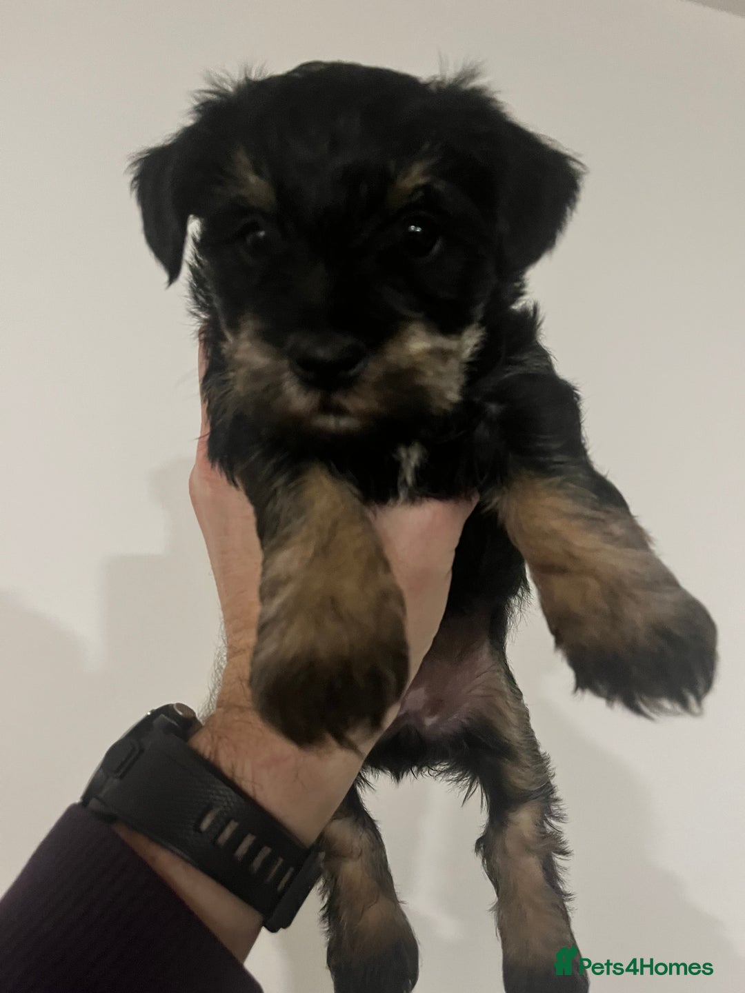Mixed Breed dogs for sale: Schnorkie puppies - pedigree Schnauzer Dad - Advert 15