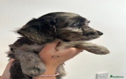 Mixed Breed dogs for sale: 10x Gorgeous Sproodles - Image 6