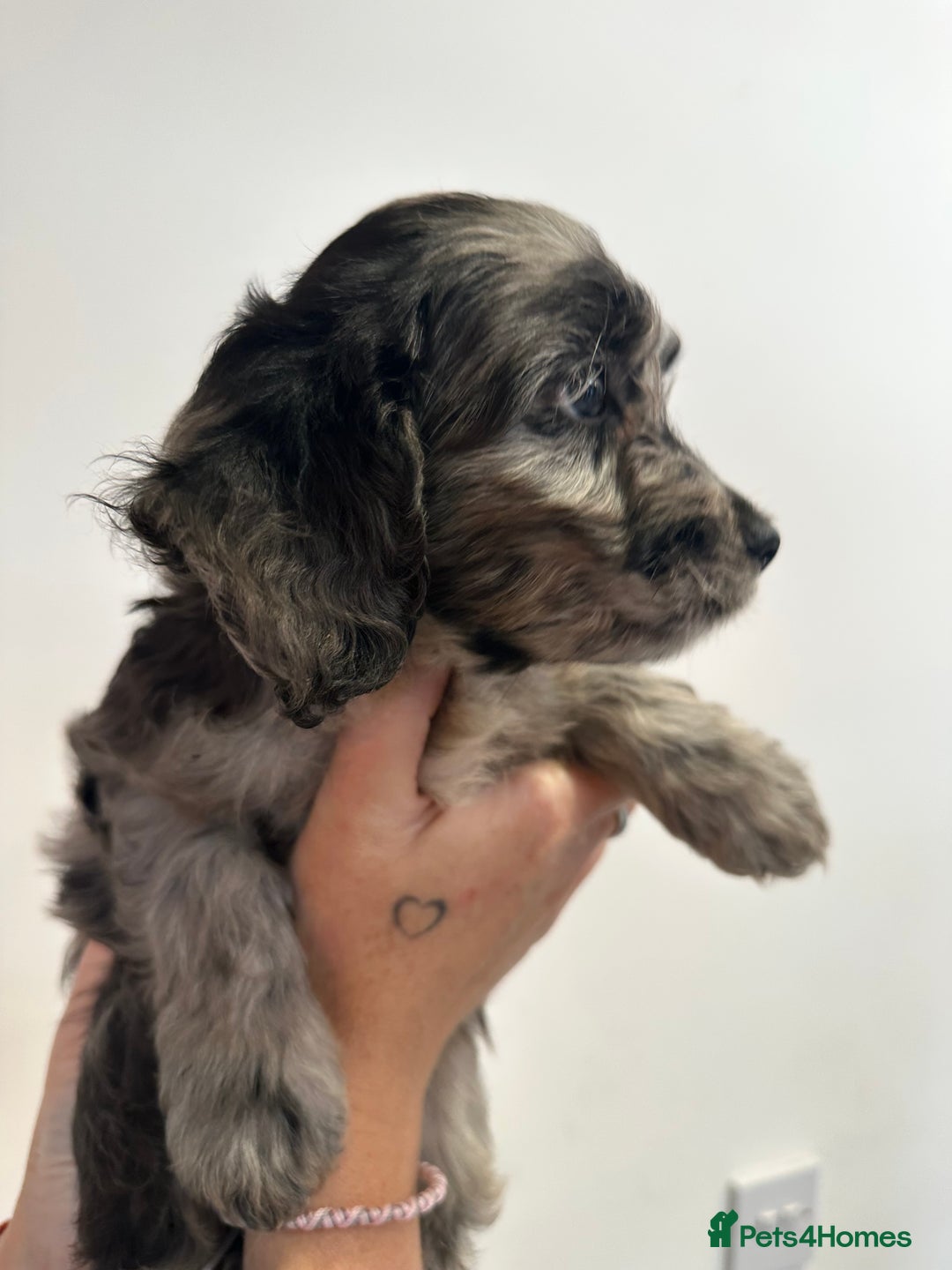 Mixed Breed dogs for sale: 10x Gorgeous Sproodles - Image 6