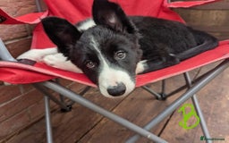 Mixed Breed dogs for sale: READY NOW.Only 2 left Border collies/kelpie pups - Image 10