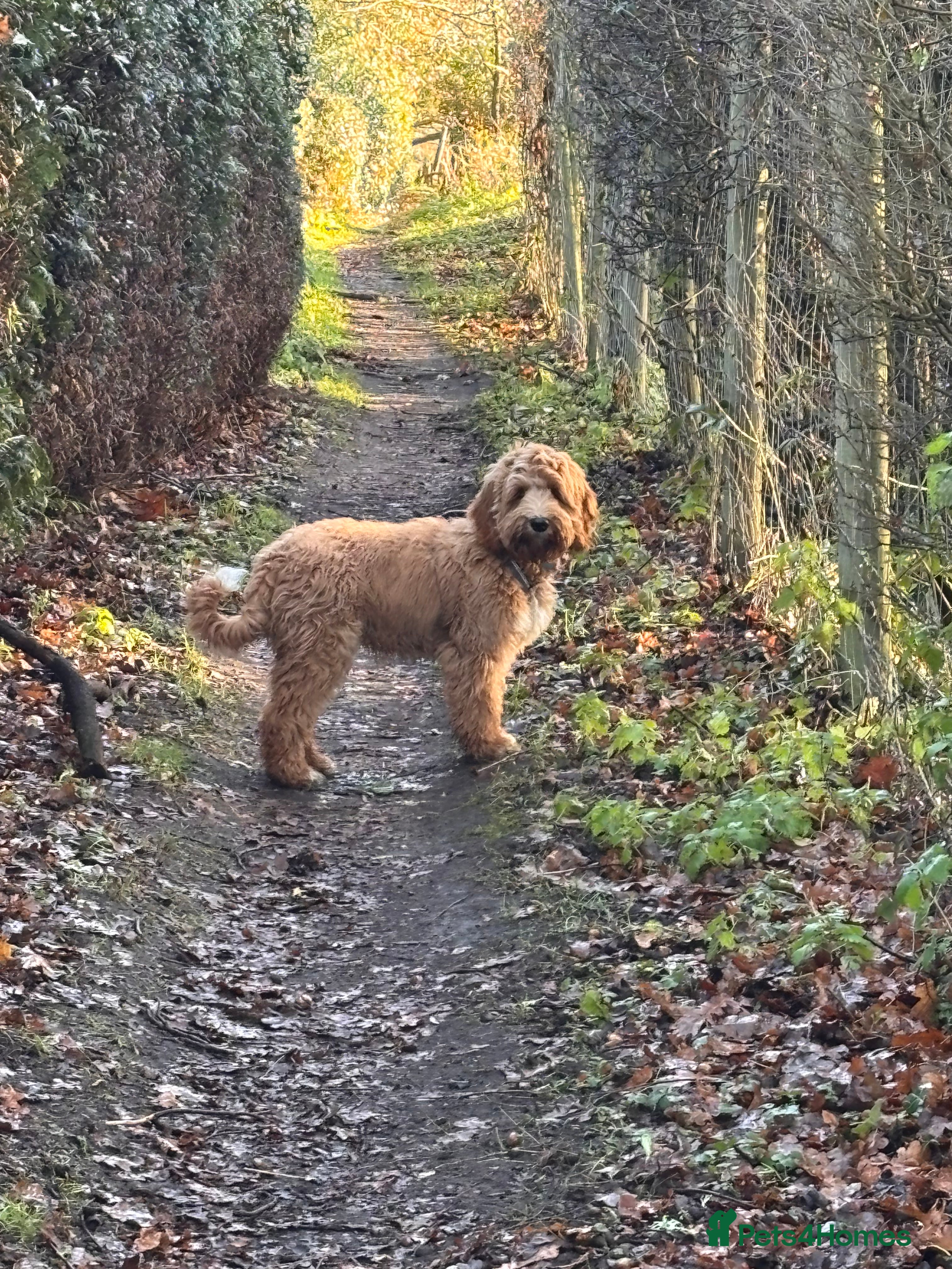 Australian Labradoodle dogs Australian Labradoodle - Boy born 6 Aug 25 in Woking - Advert 1