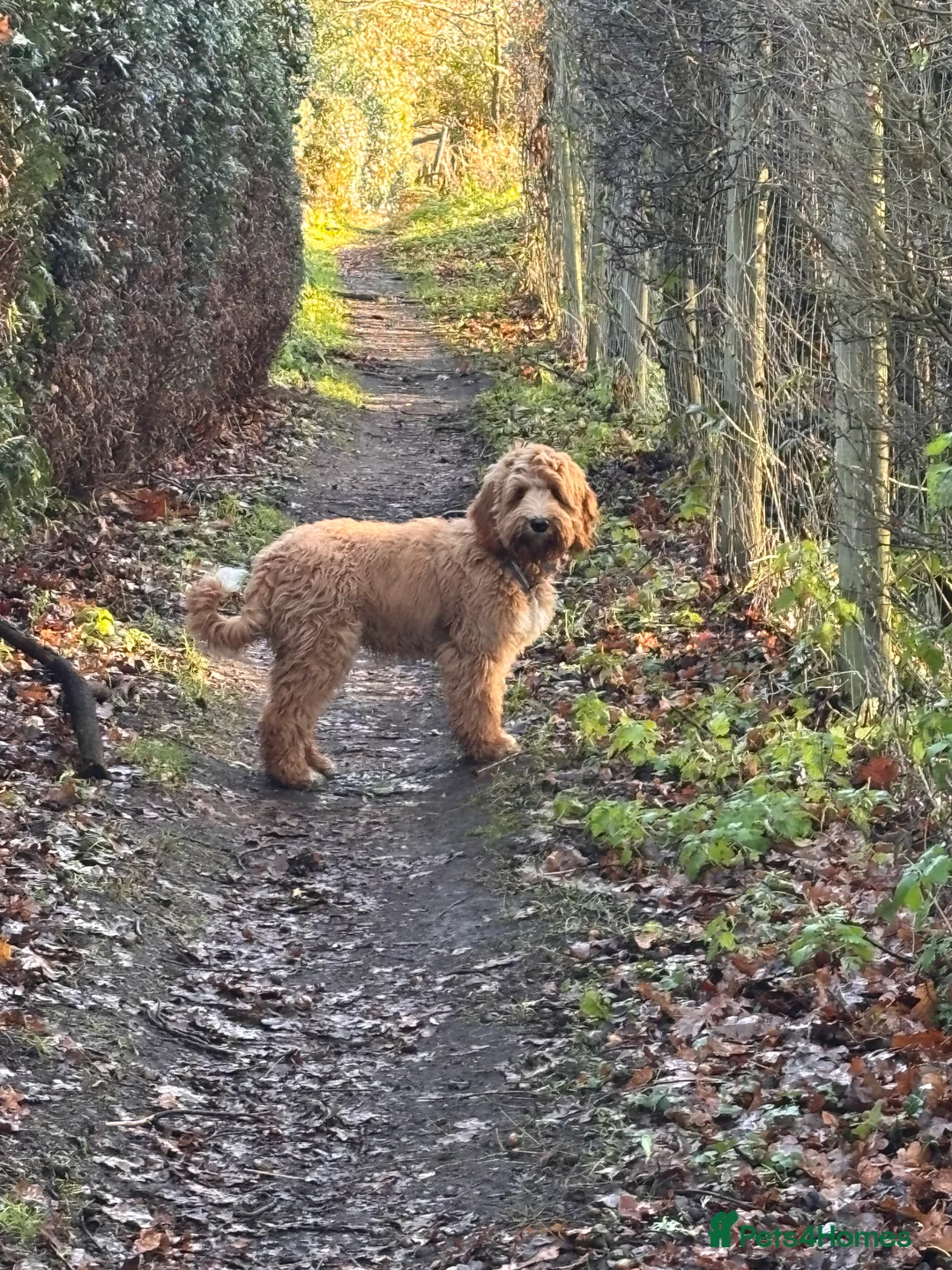 Australian Labradoodle dogs for sale: Australian Labradoodle - Boy born 6 Aug 25 - Advert 1