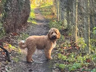 Australian Labradoodle dogs Australian Labradoodle - Boy born 6 Aug 25 in Woking - Advert 1