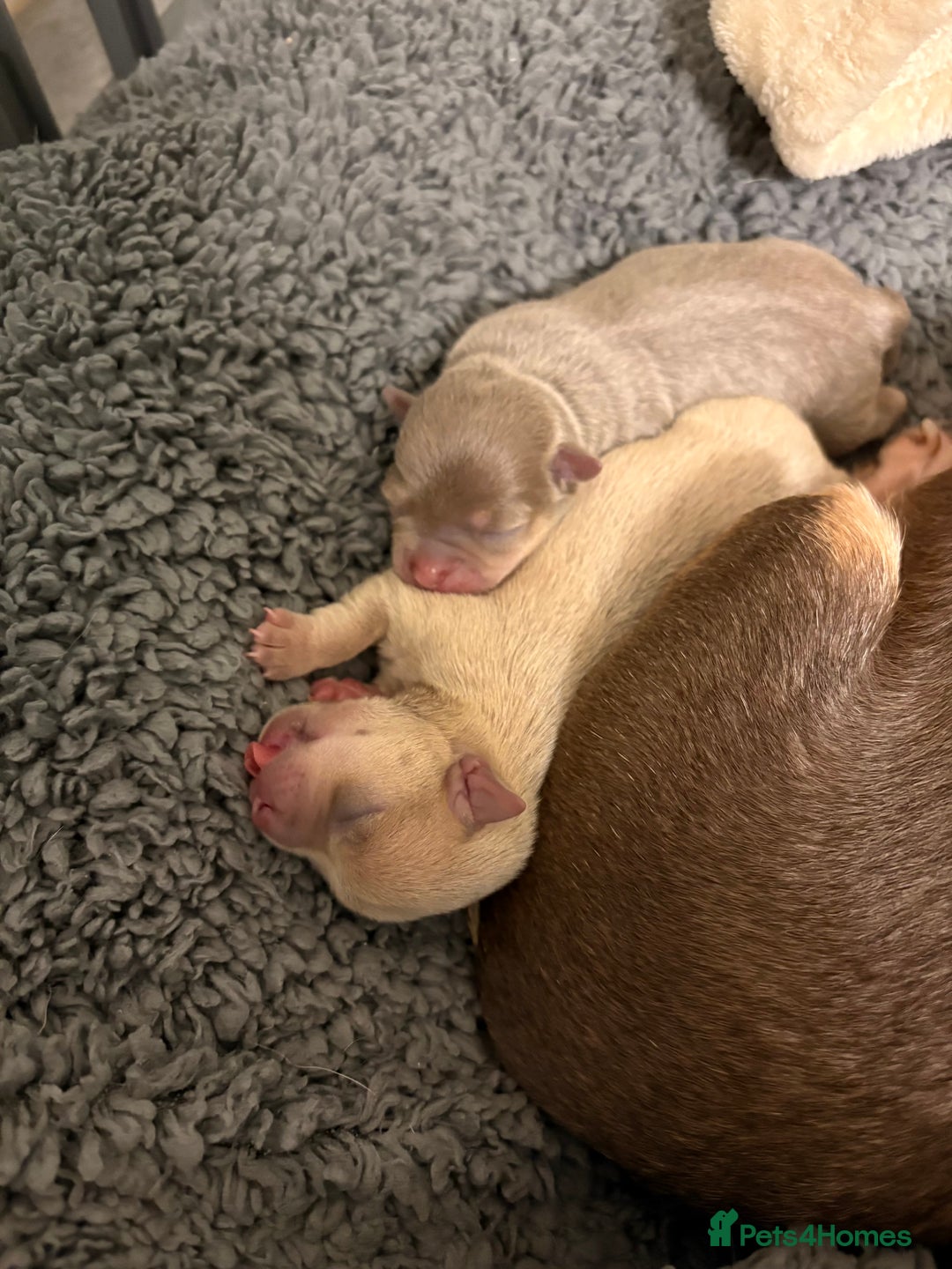Chihuahua dogs for sale: Stunning Chihuahua Puppies!!  - Advert 12