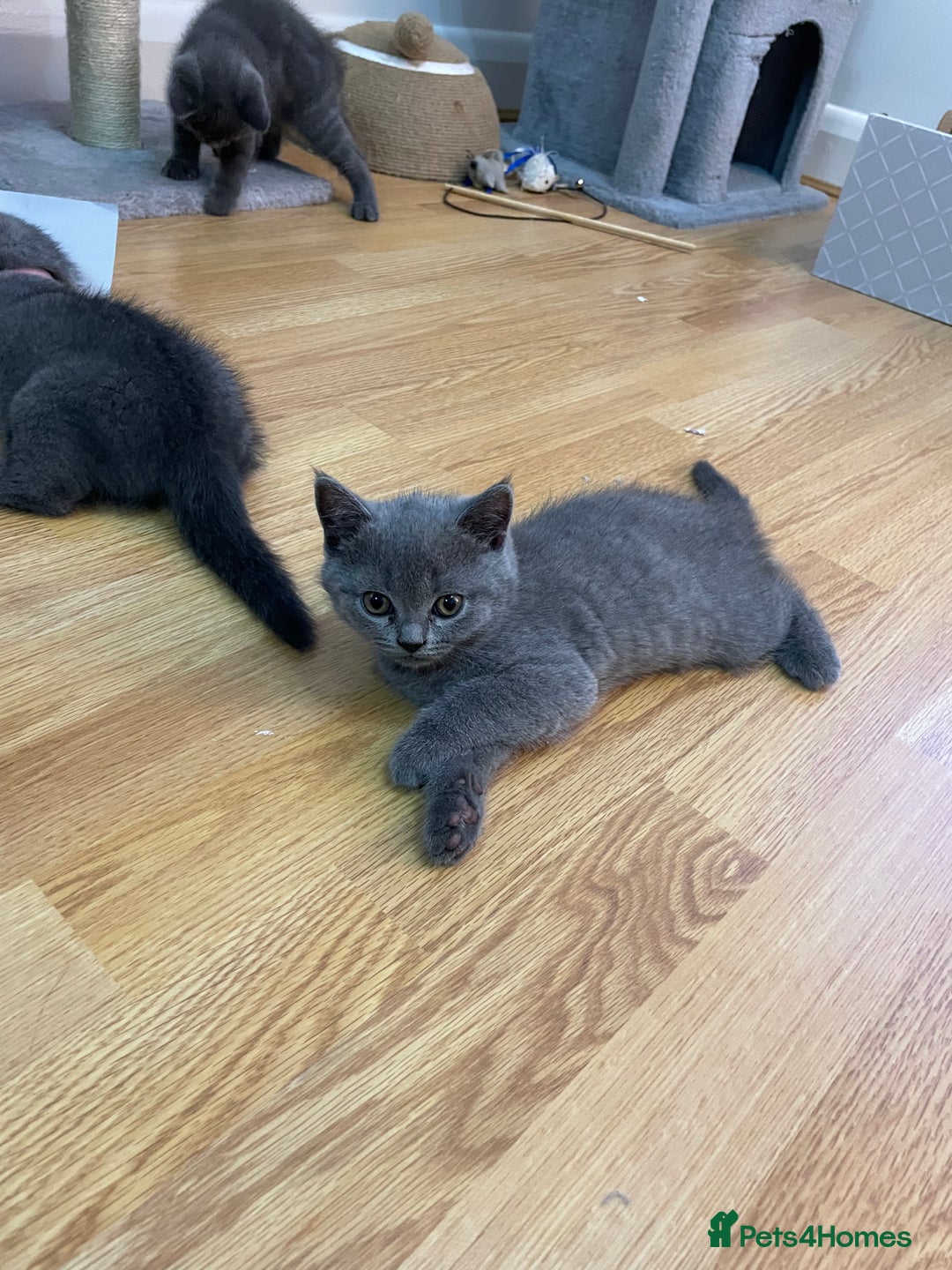 Scottish Fold cats for sale: PURE BREED SCOTTISH FOLD KITTENS 🐾 in Twickenham - Image 21