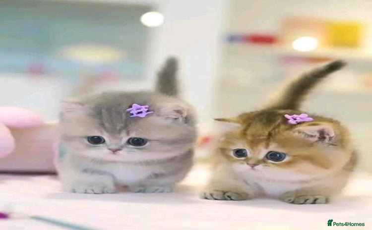 York Chocolate cats - Advert 1