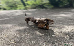 Miniature Dachshund dogs for sale: Dapple Miniature Dachshund 4years - Image 1