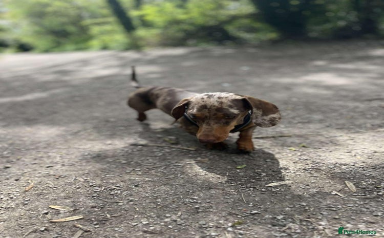 Miniature Dachshund dogs - Advert 1