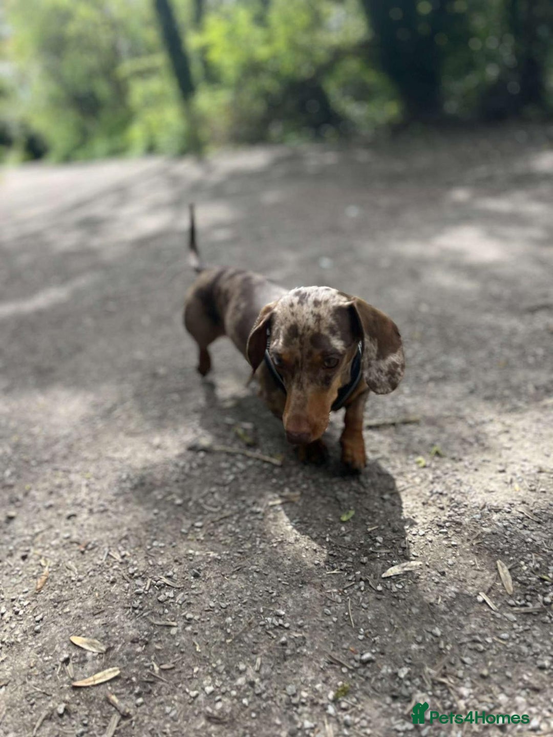 Miniature Dachshund dogs for sale: Dapple Miniature Dachshund 4years - Image 1