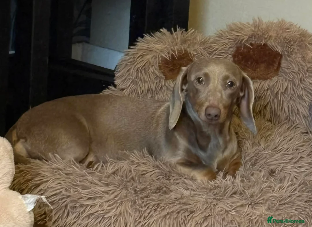 Miniature Dachshund dogs for sale: Stunning Isabella miniature daschund girl in Pontefract - Advert 6
