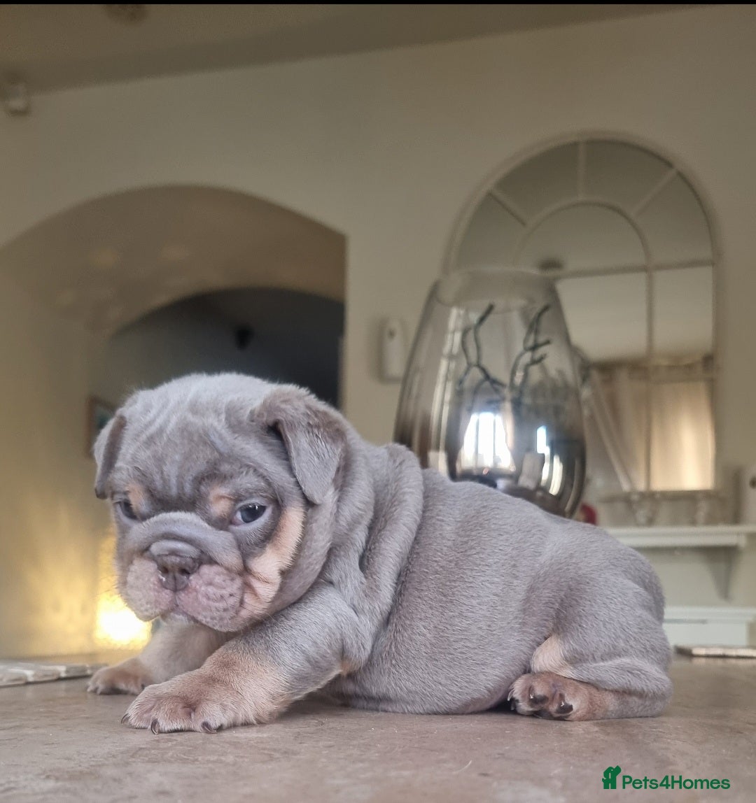 English Bulldog dogs for sale: Beautiful bulldog puppies - Advert 16