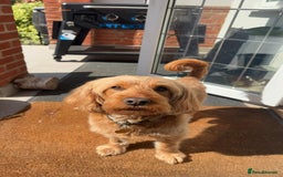 Cockapoo dogs for sale: Beautiful Cockapoo Puppies - Image 3