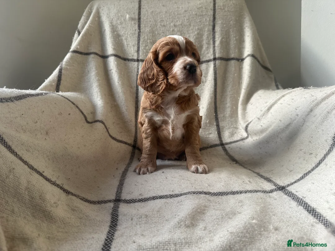 Cocker Spaniel dogs for sale: Working cocker spaniel puppies - Advert 24