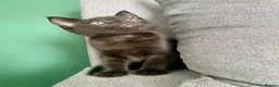Mixed Breed cats for sale: Ragdoll mix mother - Advert 7