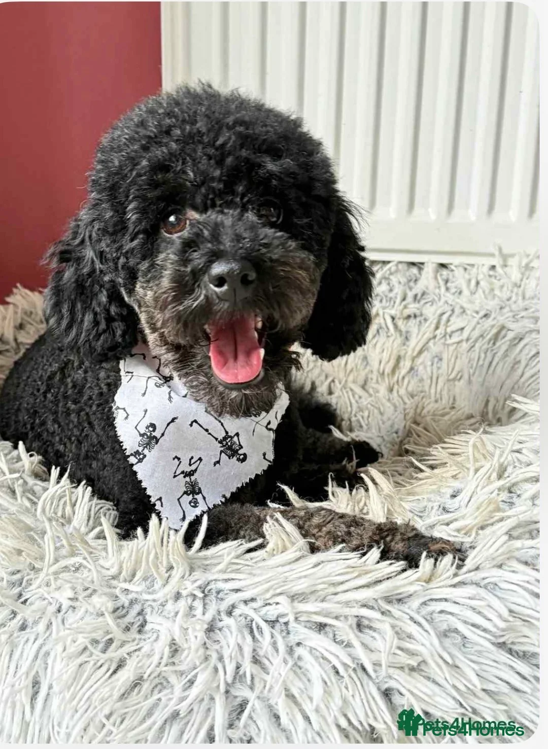 Miniature Poodle dogs for sale: KC registered 2 year old phantom poodle in Thetford - Advert 2