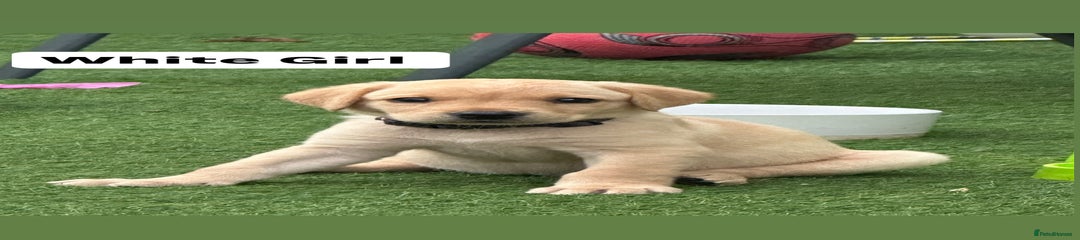 Labrador Retriever White Girl