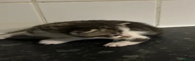 Mixed Breed Kitten 3
